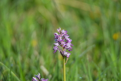 Orchis militaris