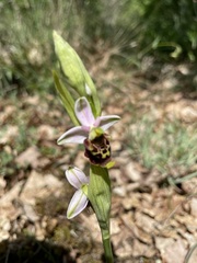 Ophrys fuciflora