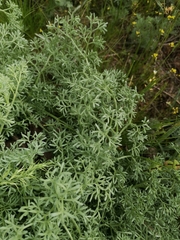 Prangos odontalgica