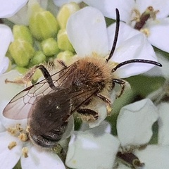 Andrena
