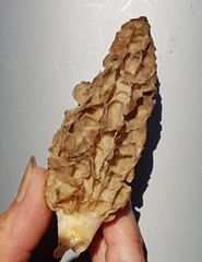 Morchella tridentina