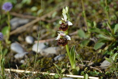 Ophrys fuciflora