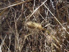Amphipogon caricinus