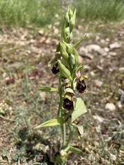 Ophrys fuciflora