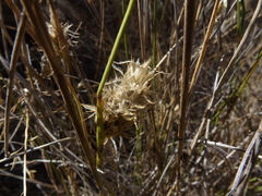 Amphipogon caricinus