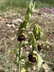 Ophrys fuciflora
