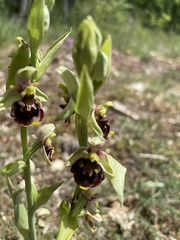 Ophrys fuciflora