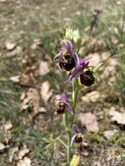 Ophrys fuciflora