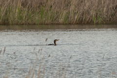 Phalacrocorax capillatus