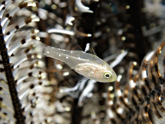 Ostorhinchus hoevenii