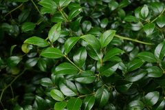 Cassinopsis ilicifolia