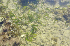 Thalassia hemprichii