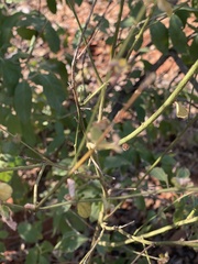 Hibiscus micranthus
