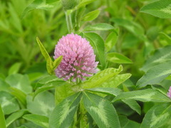 Trifolium pratense