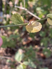 Hibiscus micranthus