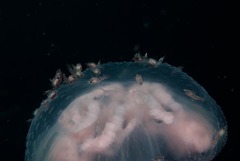 Hyperiidae