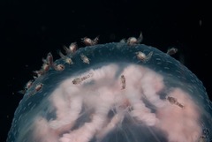 Hyperiidae