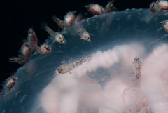 Hyperiidae