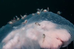 Hyperiidae