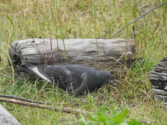Columba livia domestica