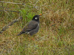 Spodiopsar cineraceus