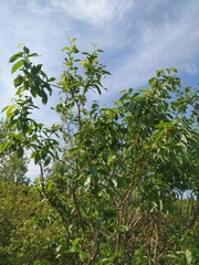 Salix jenisseensis