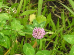 Trifolium pratense