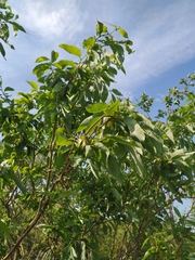 Salix jenisseensis
