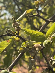 Gardenia resiniflua