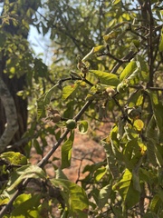 Gardenia resiniflua
