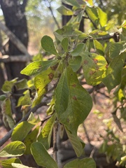 Gardenia resiniflua