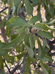 Gardenia resiniflua
