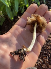 Bolbitius titubans