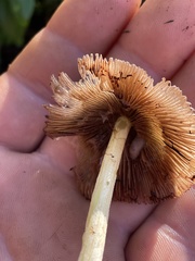 Bolbitius titubans