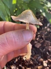 Bolbitius titubans