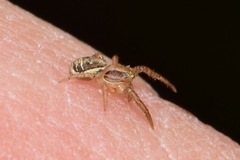 Xysticus ulmi
