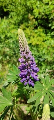 Lupinus polyphyllus