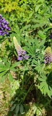 Lupinus polyphyllus