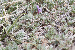 Astragalus kentrophyta