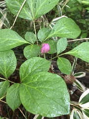 Paeonia obovata