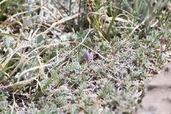 Astragalus kentrophyta