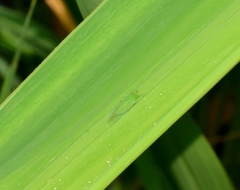 Saccharosydne procerus