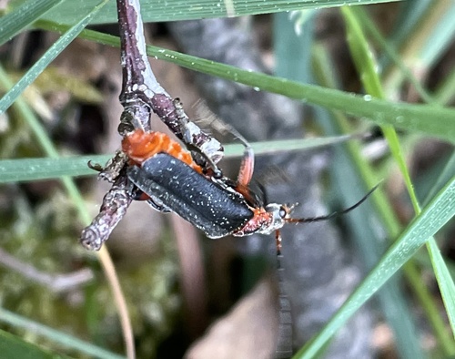 Rustic Sailor Beetle, Heumensoord, Malden, Gelderland, NL, photo 5 of 10