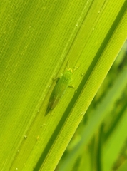 Saccharosydne procerus