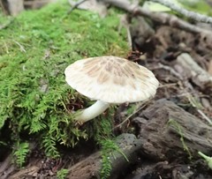 Psathyrella maculata