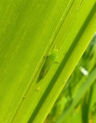 Saccharosydne procerus