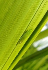 Saccharosydne procerus