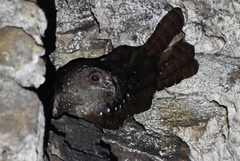 Steatornis caripensis