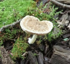 Psathyrella maculata