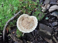 Psathyrella maculata